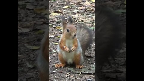 Squirrel Sounds #Shorts 🌞