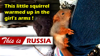 This little squirrel warmed up in the girl’s arms | This is Russia