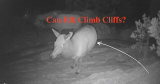 Can Elk Climb a Rock Cliff Face? Watch and Find Out! - Trail Camera Footage