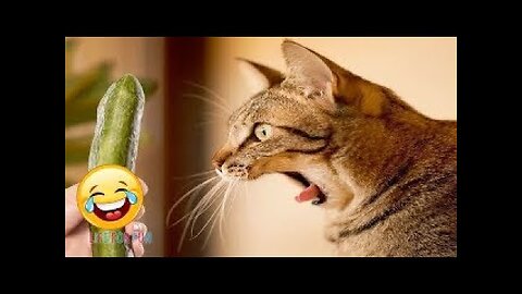 New Funny Animals Video 2023 | Funniest Cats and Dogs Videos | New Funny Video Of Cat And Dogs