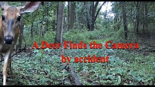 A Deer finds the camera by accident