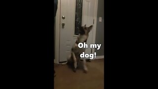 #shorts Maple The Shepsky Gos Crazy For Walks