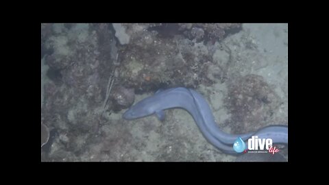 Conger eel hunting at night