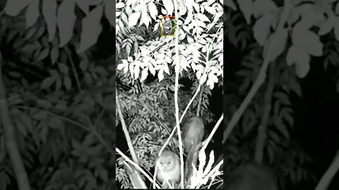 Indian Scops Owl #scops #owl #trailcamera #nestling #shortvideo #shortsfeed