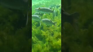 🐟 Freshwater Fish 🐟 at Wakulla Springs 20 #shorts