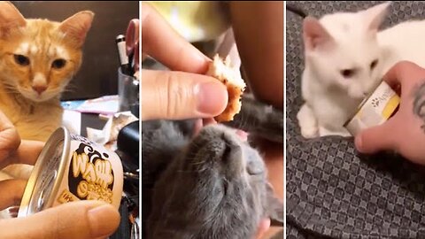 Wake up cats with food - Collection of funny cats