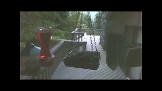 Live Bird Feeder in Asheville North Carolina. Up in the mountains. Today July 31th 2021
