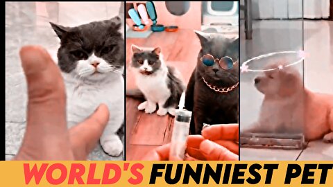 2022 World's funny Dog And Pet !! cute dog and cat funny moments