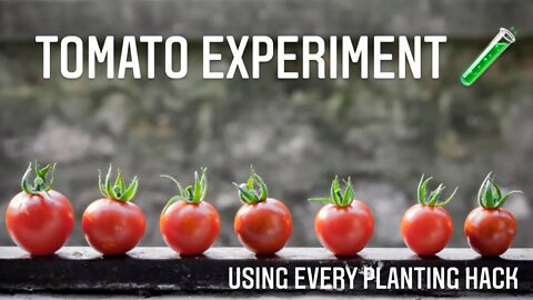 Tomato Plant Hack Experiment 🧪 TRYING EVERY GARDENING HACK TO SEE WHAT HAPPENS |Gardening in Canada