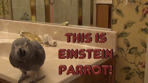 Einstein the Parrot shows off vast array of phrases