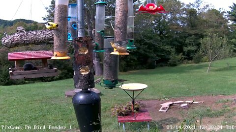 Goldfinch Dad feeding young