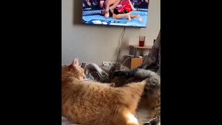UFC Cats Fighting
