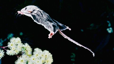 Flying Mouse ~ Pygmy Feathertail Gliders