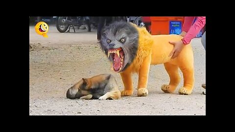 fake Lion and Fake Tiger Prank To dog 😂😂- Huge Box Prank to dog So Funny 2024