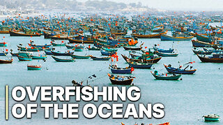 The End of the Line - Overfishing of our Oceans Crisis - Illegal Fishing - (2023) HaloRockDocs