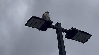 Rough-Legged Hawk Toronto