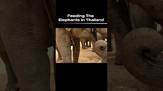 Feeding The Elephants in Thailand #thailand #elephant #chiangmai #travel #asia