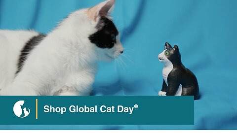 Get Your Cat Gear for Global Cat Day—October 16