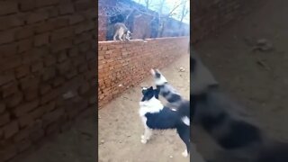 O gato que prática artes marciais 🤣🤣