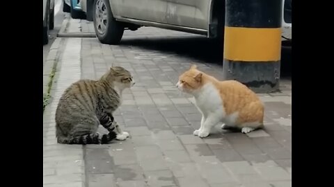 Dogs & Cats Fight funny’s animals 🤣