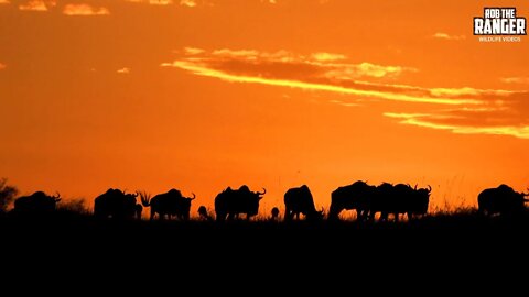 Maasai Mara Wildebeest Migration At Sunrise | Kenyan Safari | Zebra Plains