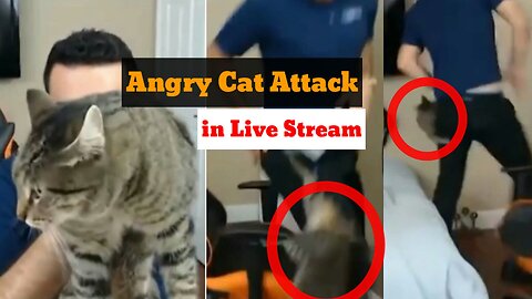 Angry Cats Attack ||Cat attack on boy in live stream.