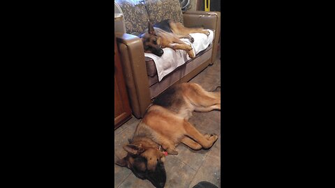 RV camping with German shepherds at pond property before moving on to warmer weather