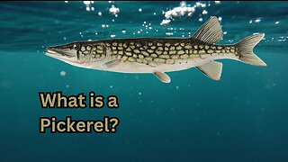 What is a Pickerel