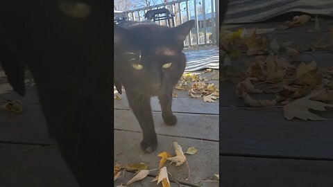 Does Lil Thor out match Meow with the Squirrel talking? #cats #outdoorcats #blackcat #blackcatsrule