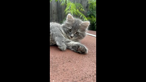 My kitten