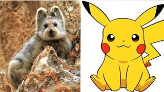 Pika de ili – Pequeno mamífero raro que serviu de inspiração para Pikachu