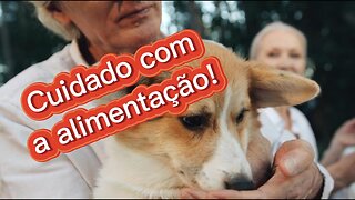 Alimentos perigosos para cães: saiba quais evitar