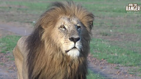 Beautiful Maasai Mara Lions In The Afternoon | Zebra Plains