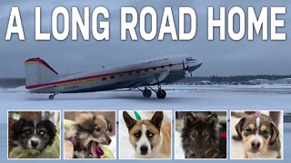 A Long Road Home | Manitoba to Ontario Dog Rescue