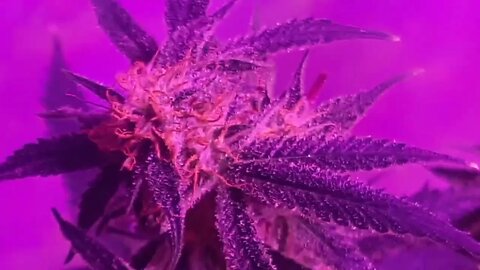 @Glendasadouche 32 in my grow room you're in a flooded basement with your kids breathing mold.😘