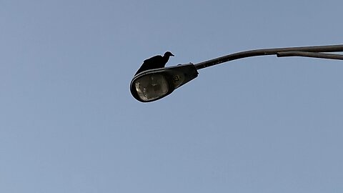 Lots of Black Vulture of Panama Fighting for Food