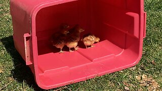 Red tote chicks