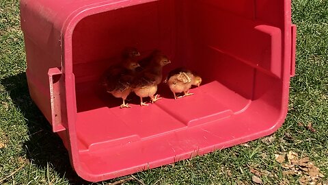 Red tote chicks