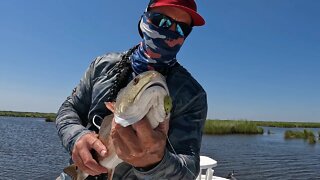 Fly Fishing for Redfish on a Windy Day #saltlife #fishing #redfish #louisiana
