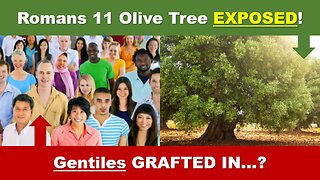 Are the GENTILES Grafted In . . . ? | Analyzing Romans 11 Olive Tree | Torah Menorah
