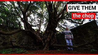 Britain's oldest tree could die because of tourists