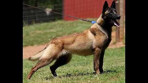 This is what couples with a Malinois do for fun!