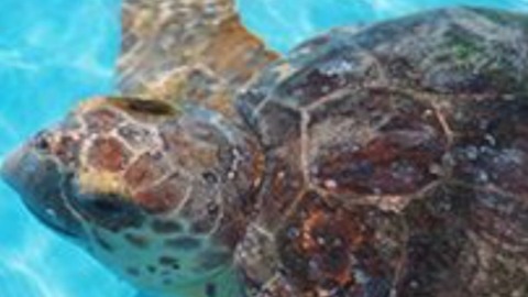 Two sea turtles will be released into the ocean