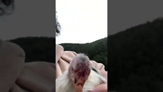 Injured baby guinea fowl