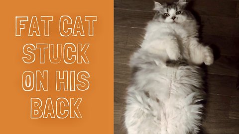 Fat Cat Stuck on His Back