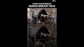 🔴💥COWS CREATED TO PRODUCE HUMAN BREAST MILK💥🔴