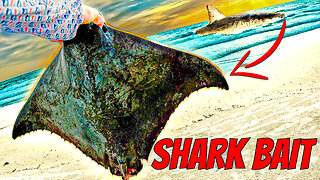 Do SHARKS Eat STINGRAYS?! Beach Fishing For Big Sharks!