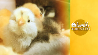 These Little Baby Chicks fill My Dreams!