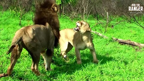 Big Lion Rejected By His Crush | Archive Mapogo Lion Footage