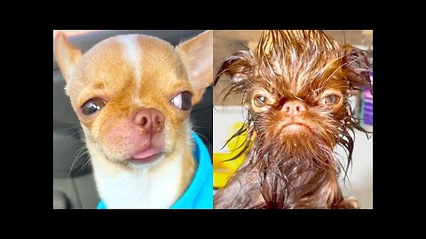 FUNNY99TEAM | BEST ANIMAL VIDEOS OF THE YEAR 2021!